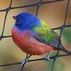 Cat Hunting Brooklyn's Famous Painted Bunting Bird Has Been CAPTURED